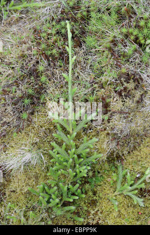 Stagshorn Clubmoss: Lycopodium clavatum. Cwm Idwal, Snowdonia, north Wales. Stock Photo