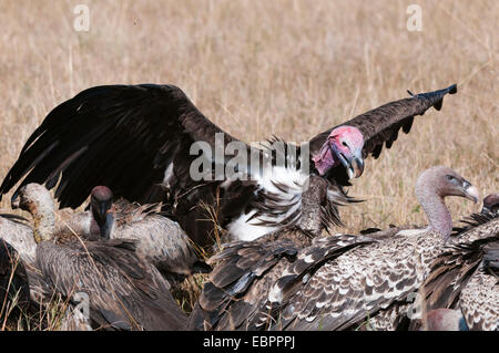 Vultures feeding on a carcass, Masai Mara, Kenya, East Africa, Africa Stock Photo