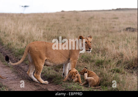 Lion (Panthera leo), Masai Mara, Kenya, East Africa, Africa Stock Photo