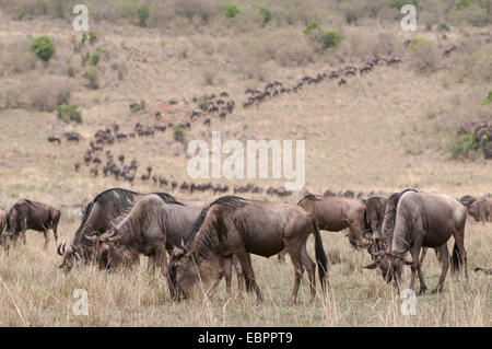 Wildebeest (Connochaetes taurinus), Masai Mara, Kenya, East Africa, Africa Stock Photo