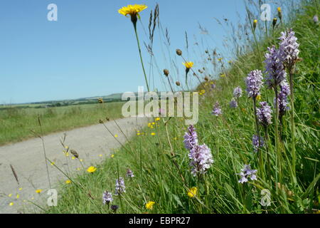 Common spotted orchids and rough hawkbit (Leontodon hispidus) on the verge of track, Marlborough Downs, Wiltshire, England, UK Stock Photo