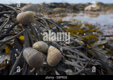 Common periwinkles (Littorina littorea) on toothed wrack (Fucus serratus) exposed at low tide, Lyme Regis, Dorset, England, UK Stock Photo