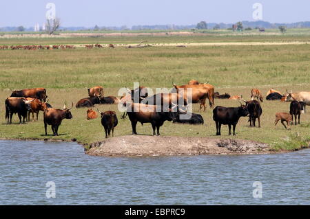 Heck Cattle at Oostvaardersplassen, Flevoland, The Netherlands, a large herd of red deer in the background Stock Photo