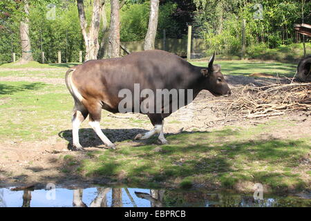 Banteng (Bos javanicus), a Southeast Asian domesticated cattle variety. a.k.a. Tembadau, Bali-cattle. Stock Photo