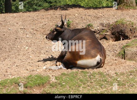 Banteng (Bos javanicus), a Southeast Asian domesticated cattle variety a.k.a. Tembadau or Bali-cattle. Stock Photo