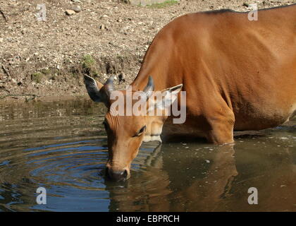 Banteng cow (Bos javanicus), a Southeast Asian domesticated cattle variety. a.k.a. Tembadau, Bali-cattle. Stock Photo