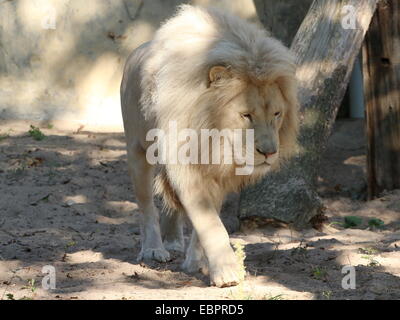 Rare white lion-variety (Panthera leo), close-up while walking Stock Photo