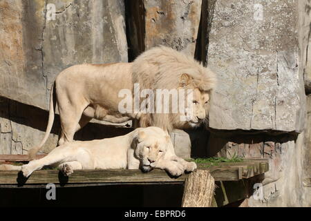 Albinism in a white lion and lioness (Panthera leo) at Ouwehands Dierenpark Rhenen Zoo, The Netherlands Stock Photo