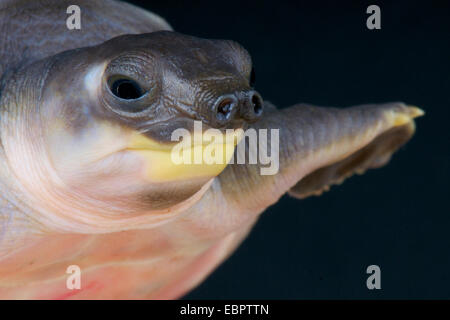 Pig-nosed turtle / Carettochelys insculpta Stock Photo