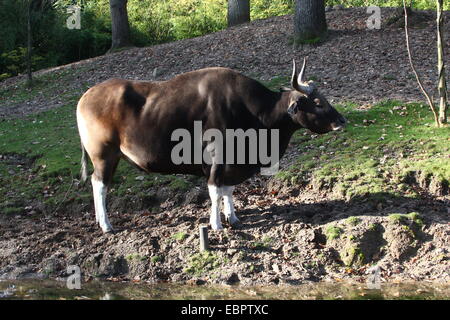 Banteng bull (Bos javanicus), a Southeast Asian domesticated cattle variety. Stock Photo