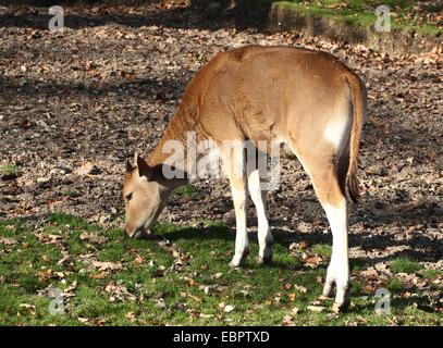 Banteng (Bos javanicus), a Southeast Asian domesticated cattle variety. a.k.a. Tembadau, Bali-cattle. Stock Photo