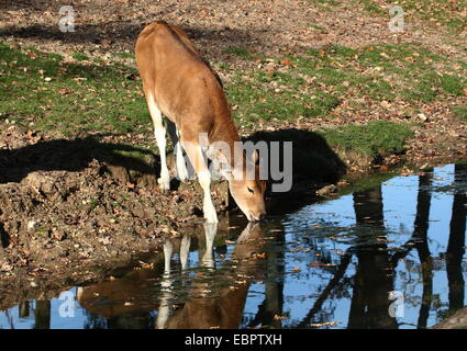 Juvenile Banteng calf (Bos javanicus), a Southeast Asian domesticated cattle variety. a.k.a. Tembadau, Bali-cattle. Stock Photo