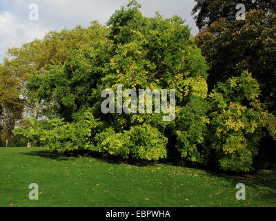 European hackberry, nettle tree (Celtis australis), tree in autumn colours in a park Stock Photo