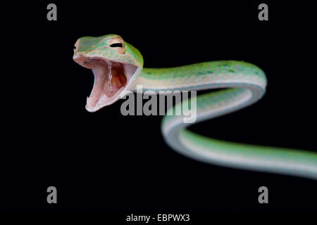 Attacking snake / Ahaetulla nasuta Stock Photo