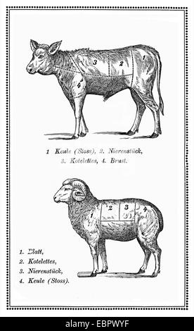 Old calf and mutton chart with numbered cuts Stock Photo