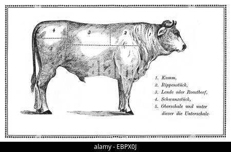 An old beef chart with numbered cuts. Stock Photo