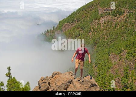Canary pine (Pinus canariensis), boy on rocks in the mountains of Tenerife over cloud cover of Passat, Canary Islands, Tenerife, Teide National Park Stock Photo