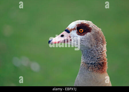 Egyptian goose (Alopochen aegyptiacus), portrait, Germany Stock Photo