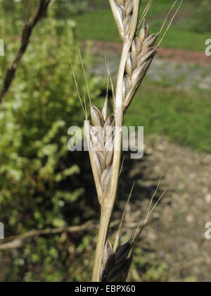 bearded darnel, poison rye-grass (Lolium temulentum), ripe spikelets, Germany Stock Photo
