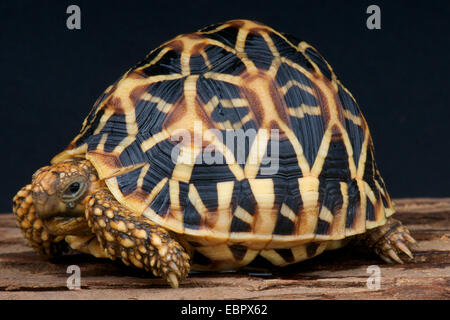 Indian star tortoise / Geochelone elegans Stock Photo