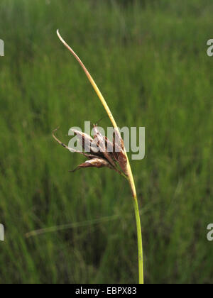 brown beak-sedge (Rhynchospora fusca), infructescens, Germany, North Rhine-Westphalia Stock Photo