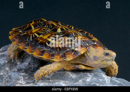 Pancake tortoise / Malacochersus tornieri Stock Photo