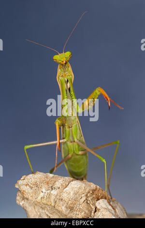 European preying mantis (Mantis religiosa), upright Stock Photo