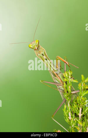 European preying mantis (Mantis religiosa), at a twig Stock Photo
