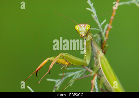 European preying mantis (Mantis religiosa), looking at the camera Stock Photo
