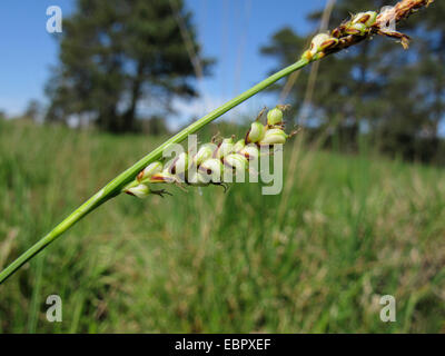carnation sedge (Carex panicea), female inflorescence, Germany, North Rhine-Westphalia, Wahner Heide Stock Photo