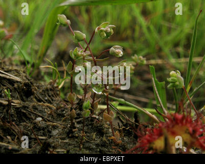 allseed (Radiola linoides), in bud with raindrop, Germany, North Rhine-Westphalia, Wahner Heide Stock Photo