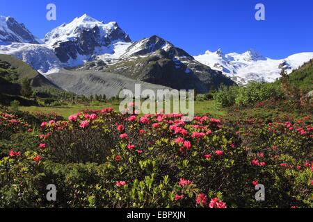 rust-leaved alpine rose (Rhododendron ferrugineum), fully blooming in front of pictoresque mountain sight, Switzerland, Graubuenden, Val Roseg, Oberengadin Stock Photo