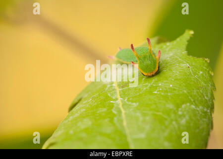 two-tailed pasha (Charaxes jasius), caterpillar on a leaf Stock Photo