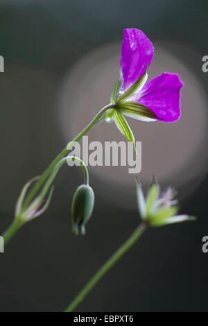 Wood cranesbill (Geranium sylvaticum), flower an bud, Germany, Saxony Stock Photo