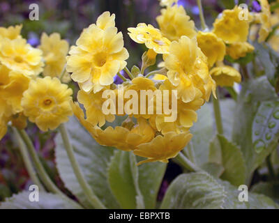 Dusty Miller, Garden Auricula (Primula auricula), blooming Stock Photo