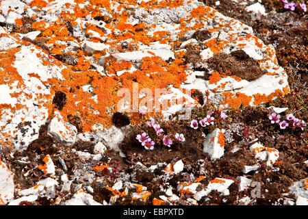 mountain saxifrage, purple saxifrage, twinflowered saxifrage (Saxifraga oppositifolia), with lichens, Norway, Svalbard Stock Photo