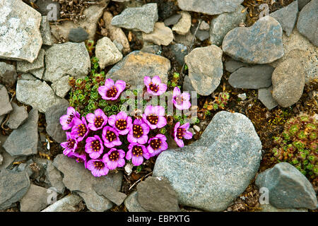 mountain saxifrage, purple saxifrage, twinflowered saxifrage (Saxifraga oppositifolia), blooming, Norway, Svalbard Stock Photo