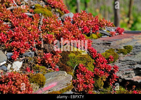 white stonecrop (Sedum album), on slate, Germany, Rhineland-Palatinate Stock Photo