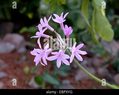 society garlic (Tulbaghia violacea), blooming Stock Photo