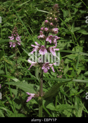 marsh betony, marsh woundwort, swamp hedge-nettle, marsh hedge-nettle (Stachys palustris), blooming, Germany, North Rhine-Westphalia Stock Photo