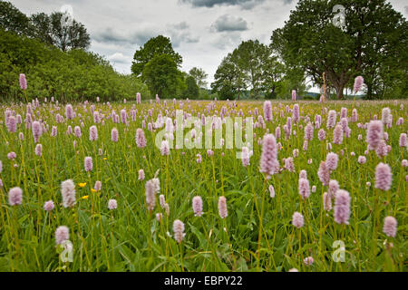 Common bistort, Meadow bistort (Polygonum bistorta, Bistorta officinalis, Bistorta major, Persicaria bistorta), blooming in a marsh meadow, Germany, Bavaria, Lake Chiemsee Stock Photo
