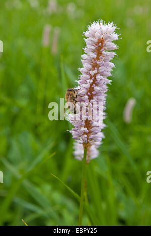 Common bistort, Meadow bistort (Polygonum bistorta, Bistorta officinalis, Bistorta major, Persicaria bistorta), inflorescence with honey bee, Germany, Bavaria Stock Photo