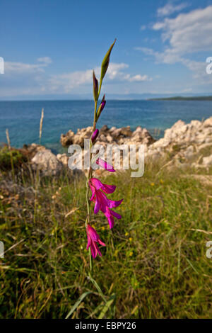 field gladiolus (Gladiolus italicus, Gladiolus segetum), blooming with Adria in the background, Croatia, Istria Stock Photo