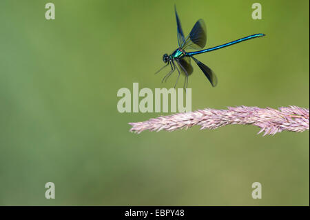 banded blackwings, banded agrion, banded demoiselle (Calopteryx splendens, Agrion splendens), taking of from a grass ear, Germany, Lower Saxony Stock Photo