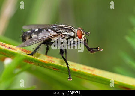 Feshfly, Flesh-fly, Marbled-grey flesh fly (Sarcophaga carnaria), grooming, Germany Stock Photo