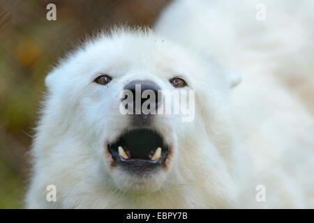 arctic wolf, tundra wolf (Canis lupus albus, Canis lupus arctos), howling wolf Stock Photo