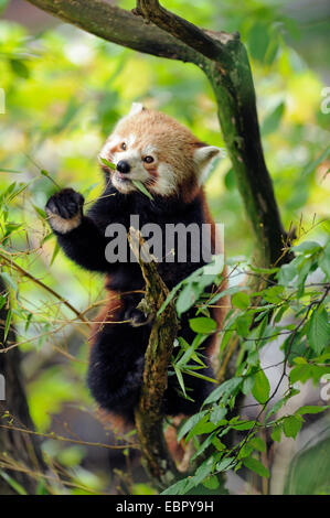 lesser panda, red panda (Ailurus fulgens), sitting on a twig and eating Stock Photo