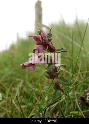 Red Bartsia (Odontites vulgaris, Odontites rubra), blooming at a pasture fence, Germany, Lower Saxony, Baltrum Stock Photo