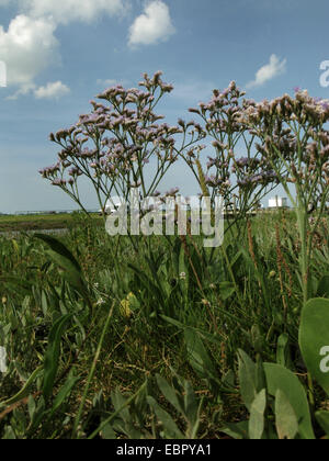 common sea-lavender, mediterranean sea-lavender (Limonium vulgare), blooming in a salt marsh, Germany, Baltrum, Lower Saxony Wadden Sea National Park Stock Photo