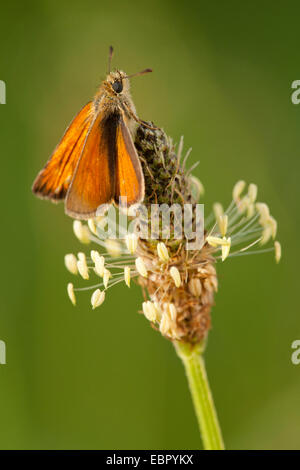 small skipper (Thymelicus sylvestris, Thymelicus flavus), sitting on plantain, Germany, Rhineland-Palatinate Stock Photo